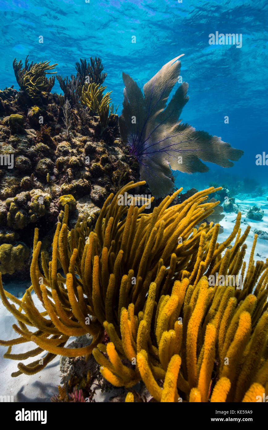Coral reef in Grand Cayman, Isole Cayman. Foto Stock