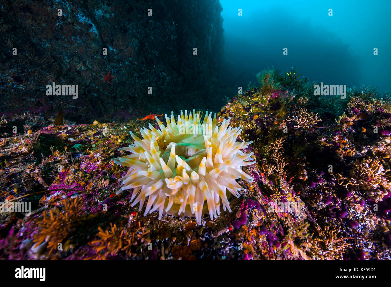 Un anemone cresce sulle rocce di Marys Pinnacle a Resurrection Bay, Alaska. Foto Stock