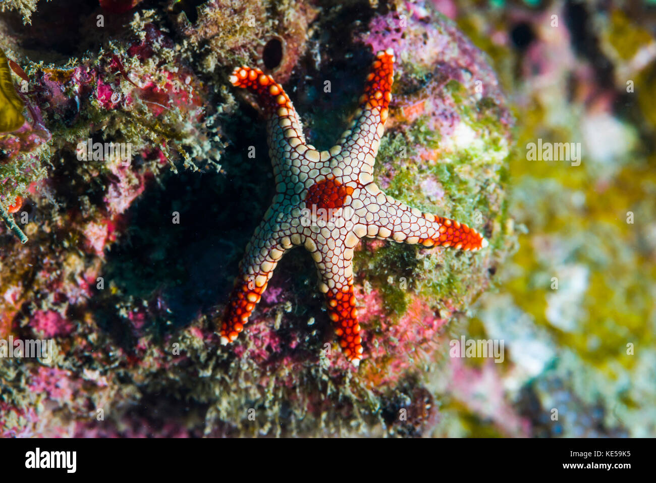 La menta piperita stella di mare, Isola di Tioman, Malaysia. Foto Stock