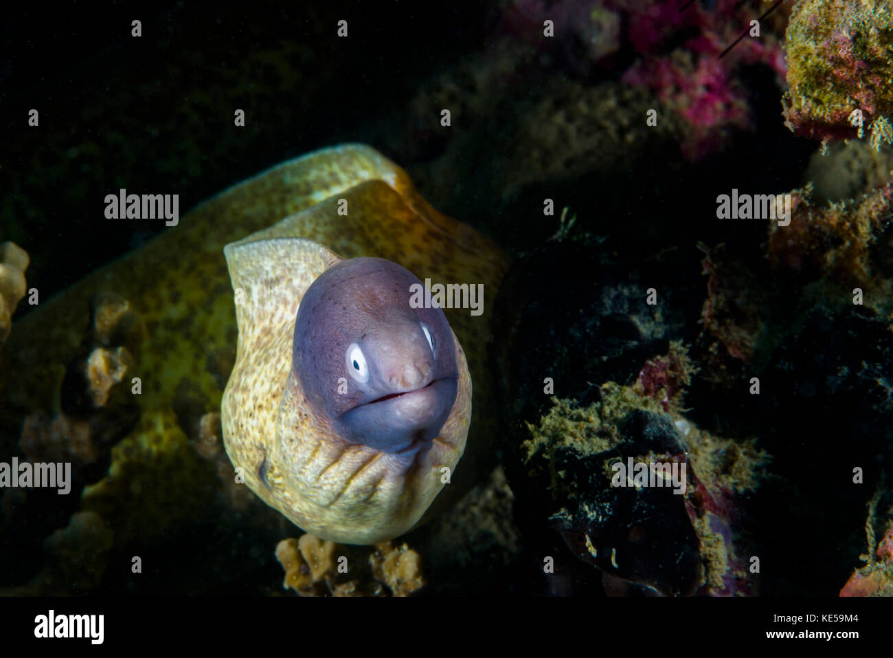 Murene dagli occhi bianchi in Malesia. Foto Stock