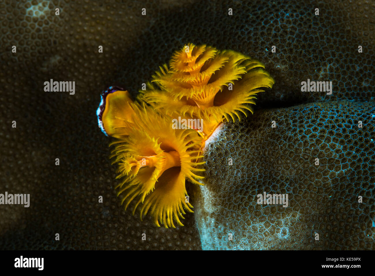 Albero di natale worm in Raja Ampat, Indonesia. Foto Stock