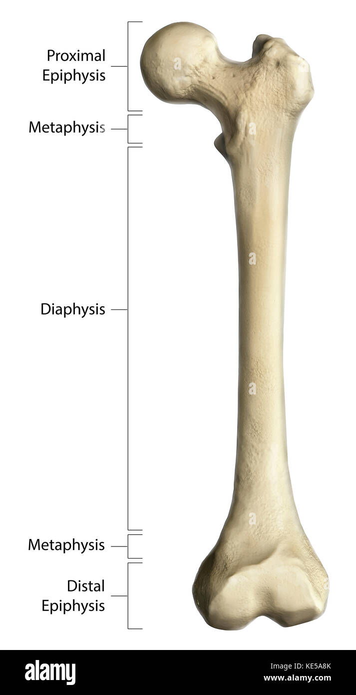Al lordo di anatomia di un osso lungo, utilizzando un femore con annotazioni. Foto Stock