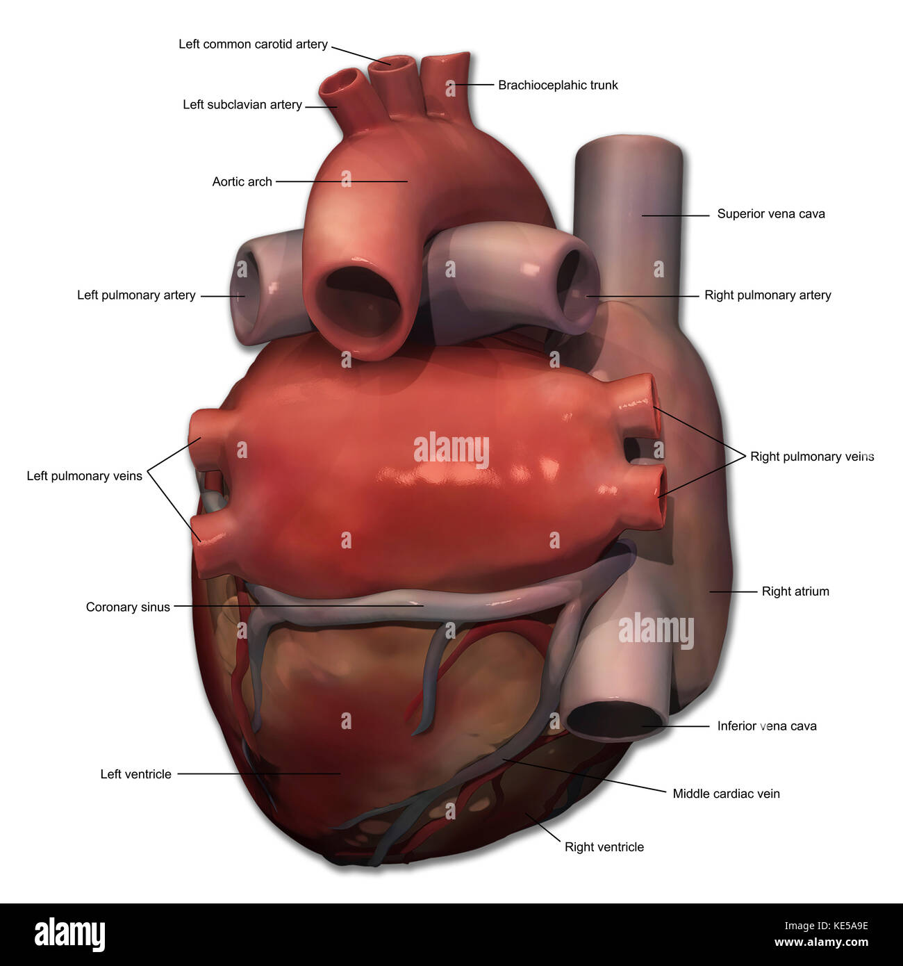 Vista posteriore del cuore umano anatomia con annotazioni. Foto Stock
