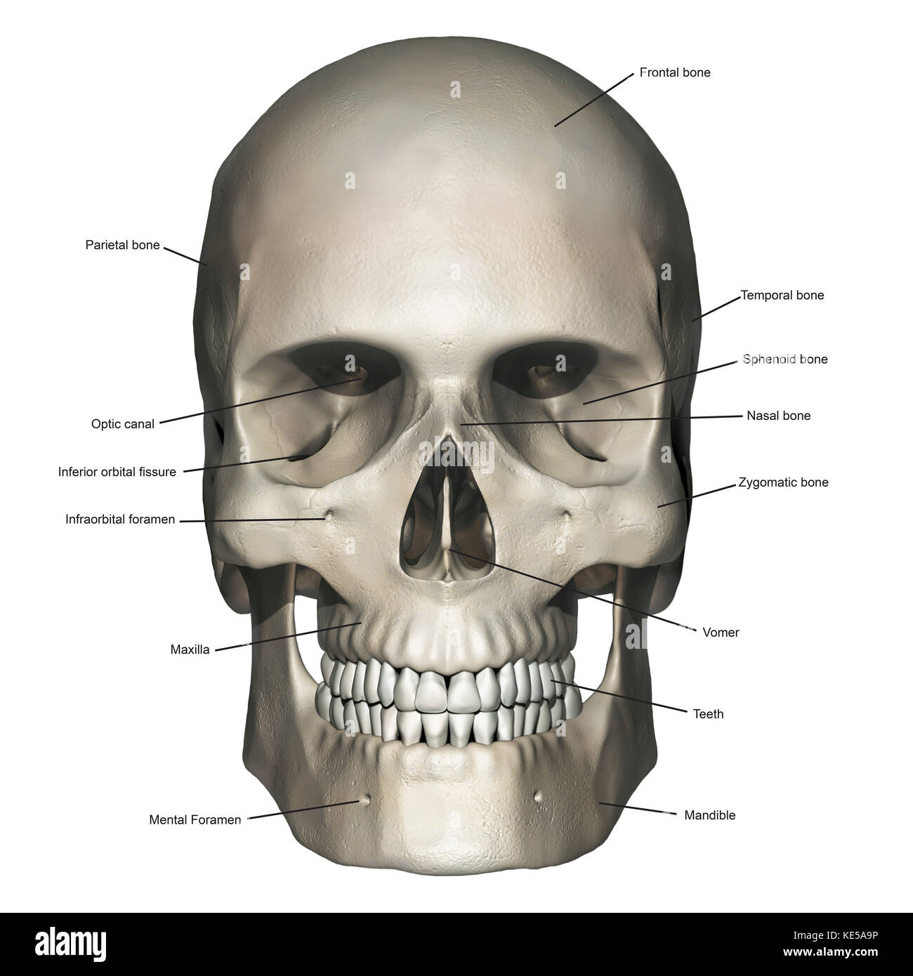 Vista anteriore dell'anatomia del cranio umano con annotazioni. Foto Stock