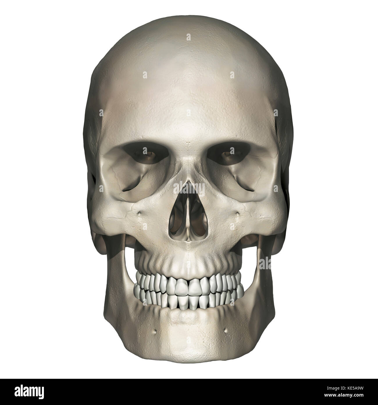 Vista anteriore del cranio umano anatomia. Foto Stock