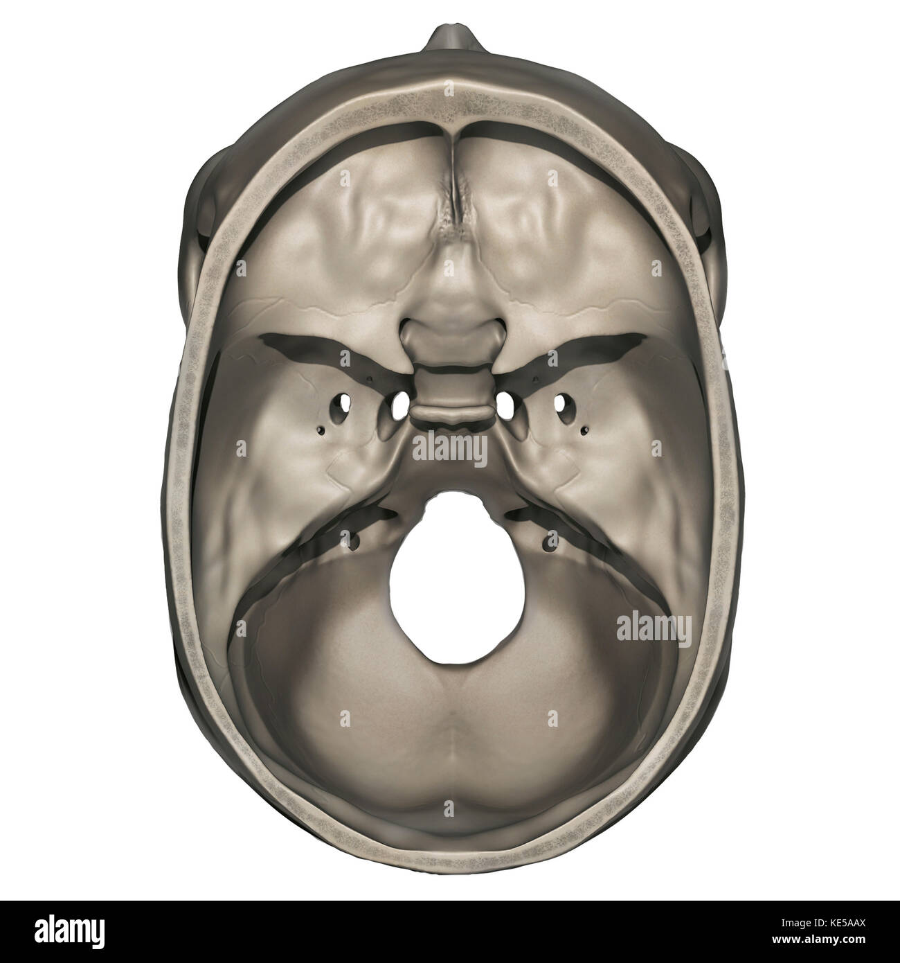Vista superiore del cranio umano anatomia. Foto Stock