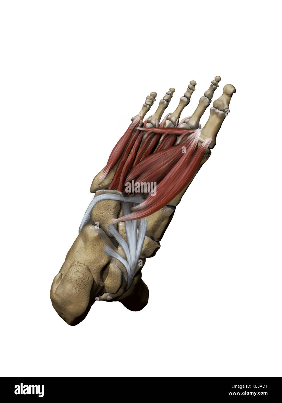 Piede umano che raffigura i muscoli plantari intermedi e profondi con strutture ossee. Foto Stock