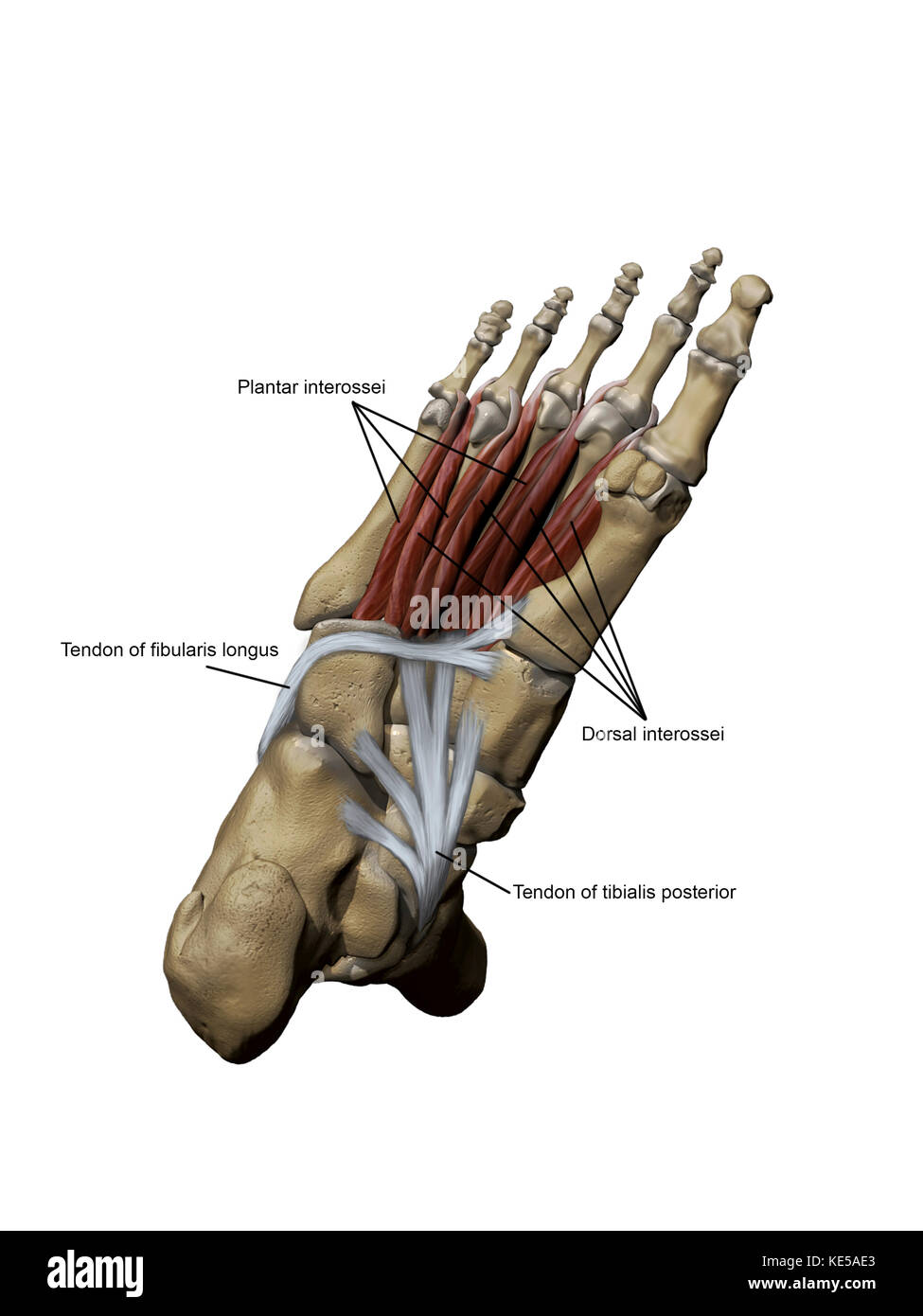 Modello 3D del piede che raffigura i muscoli profondi plantari e le strutture ossee. Foto Stock