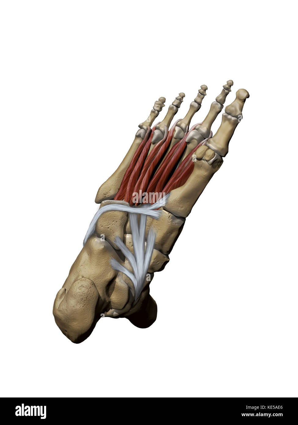 Modello 3D del piede che raffigura i muscoli profondi plantari e le strutture ossee. Foto Stock