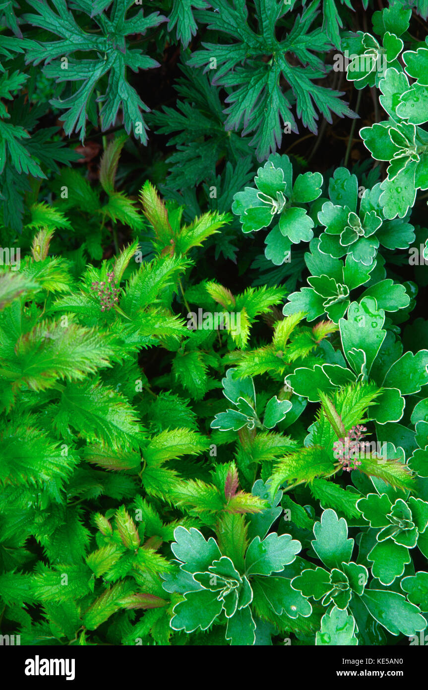 Combinazioni di fogliame,geranio,spirea e leucanthemum Foto Stock