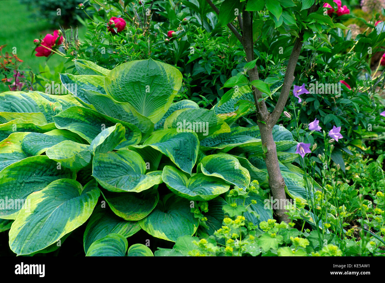 Giardino in primavera con Hosta Frances Williams, Peoly, Campanula e alchemilla, Foto Stock