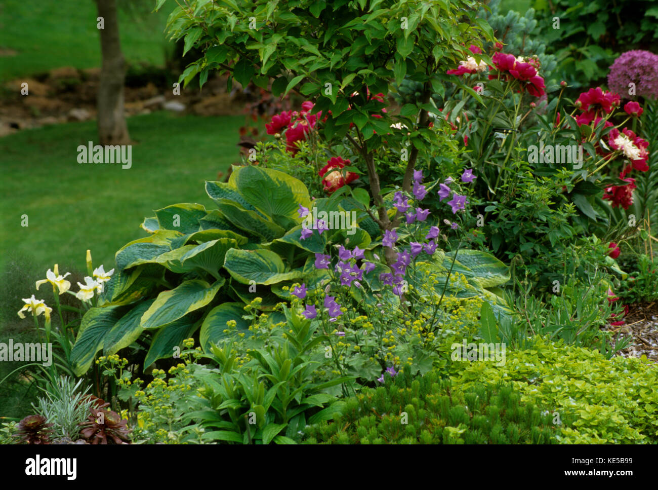 Giardino in Iowa, Midwest USA in giugno, Foto Stock