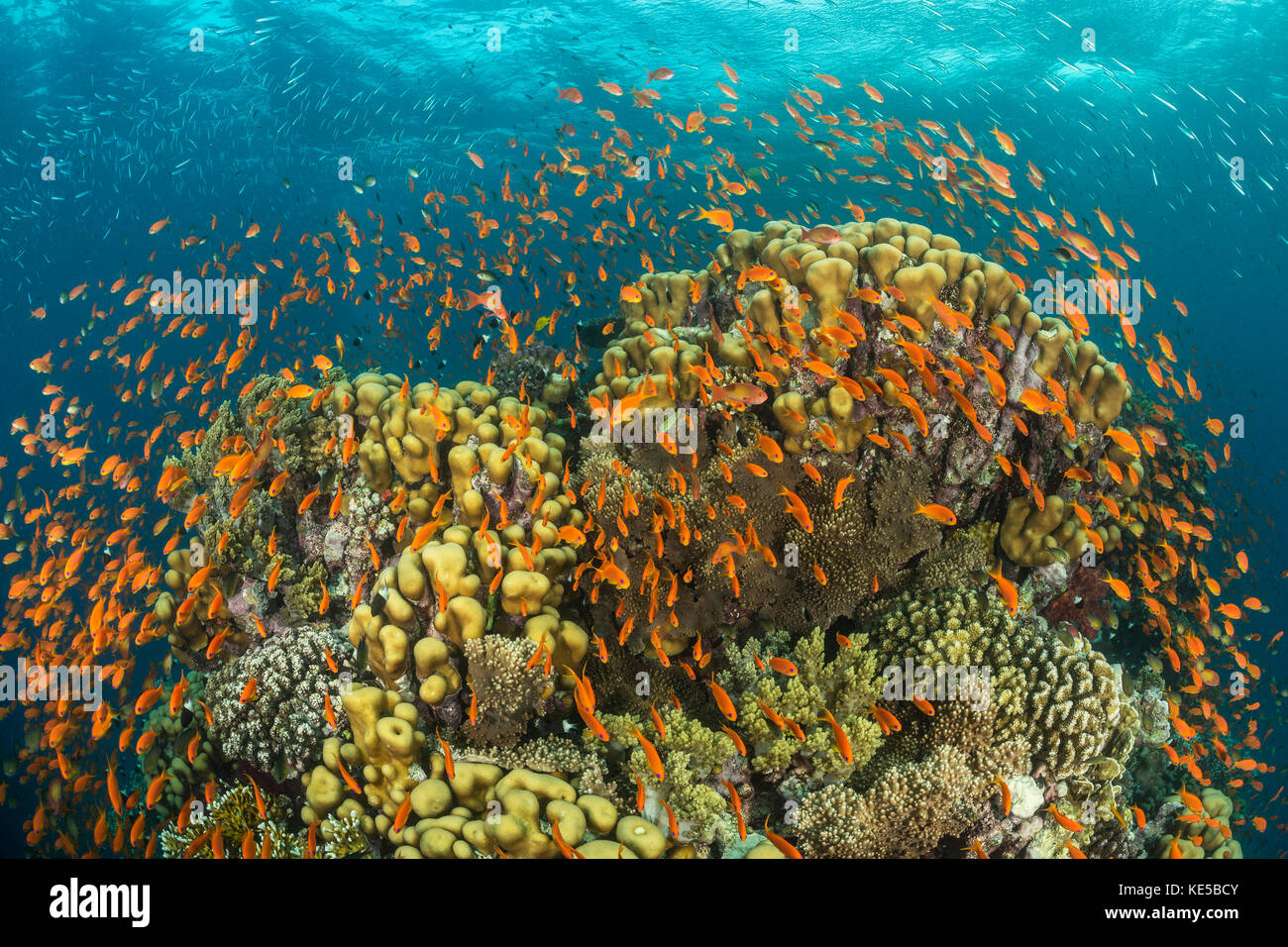 Lyretail anthias sulla barriera corallina, pseudanthias squamipinnis, Fury Shoal, Mar Rosso, Egitto Foto Stock