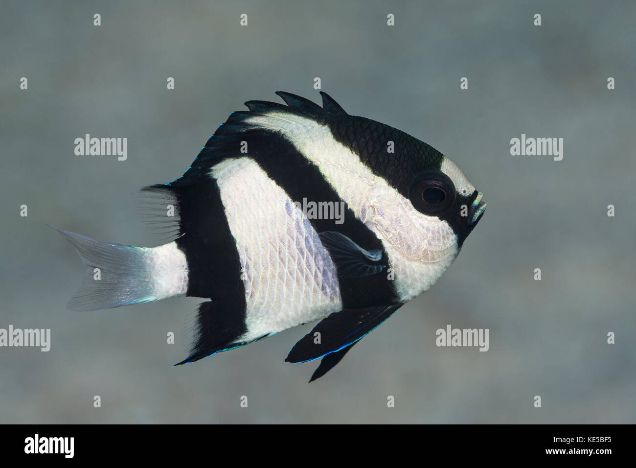 Tre Stripe castagnole, Dascyllus aruanus, Marsa Alam, Mar Rosso, Egitto Foto Stock