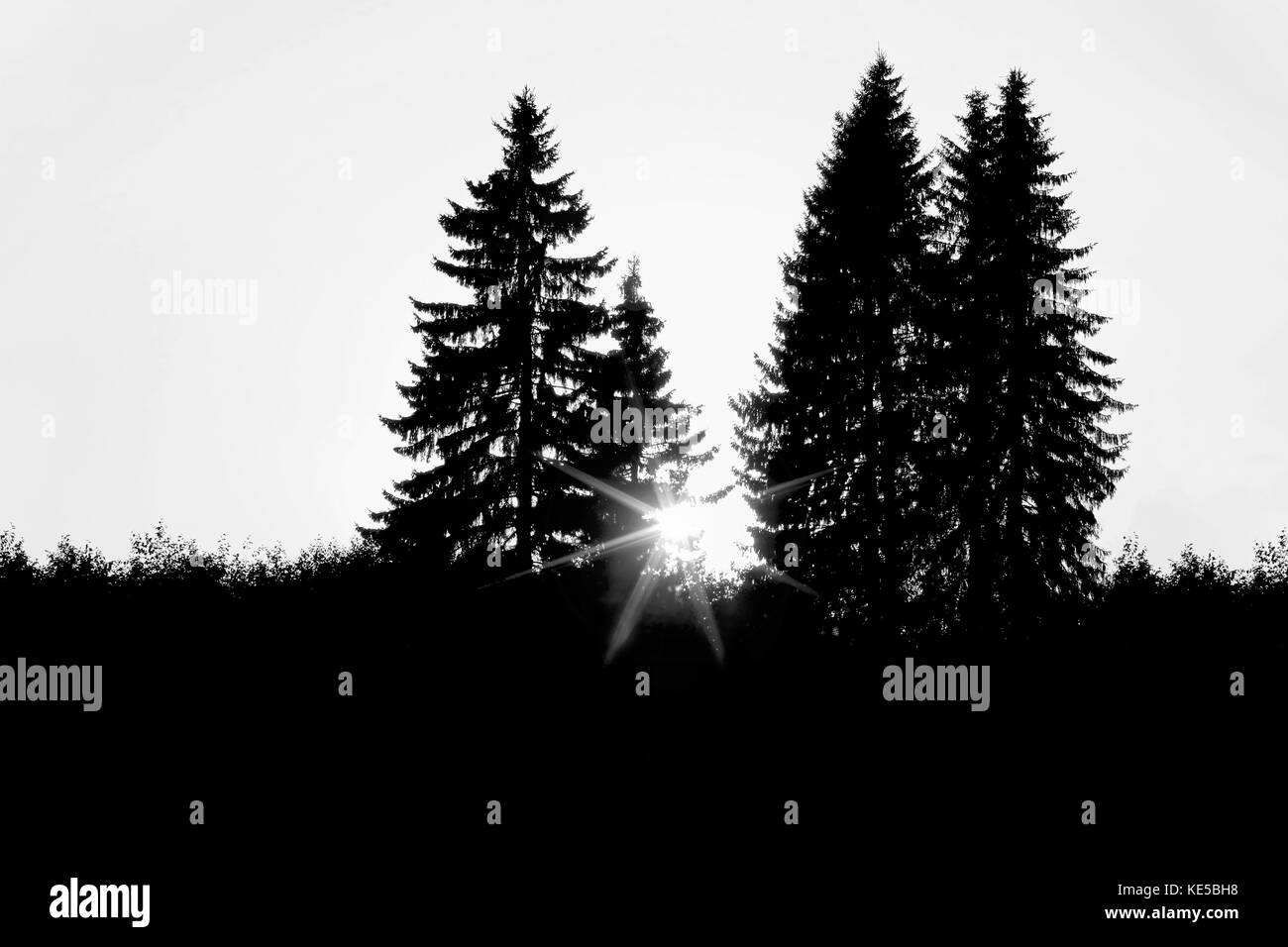 Gli ultimi raggi di sole quando il sole tramonta dietro alti alberi di abete rosso nella foresta. immagine in bianco e nero. Foto Stock