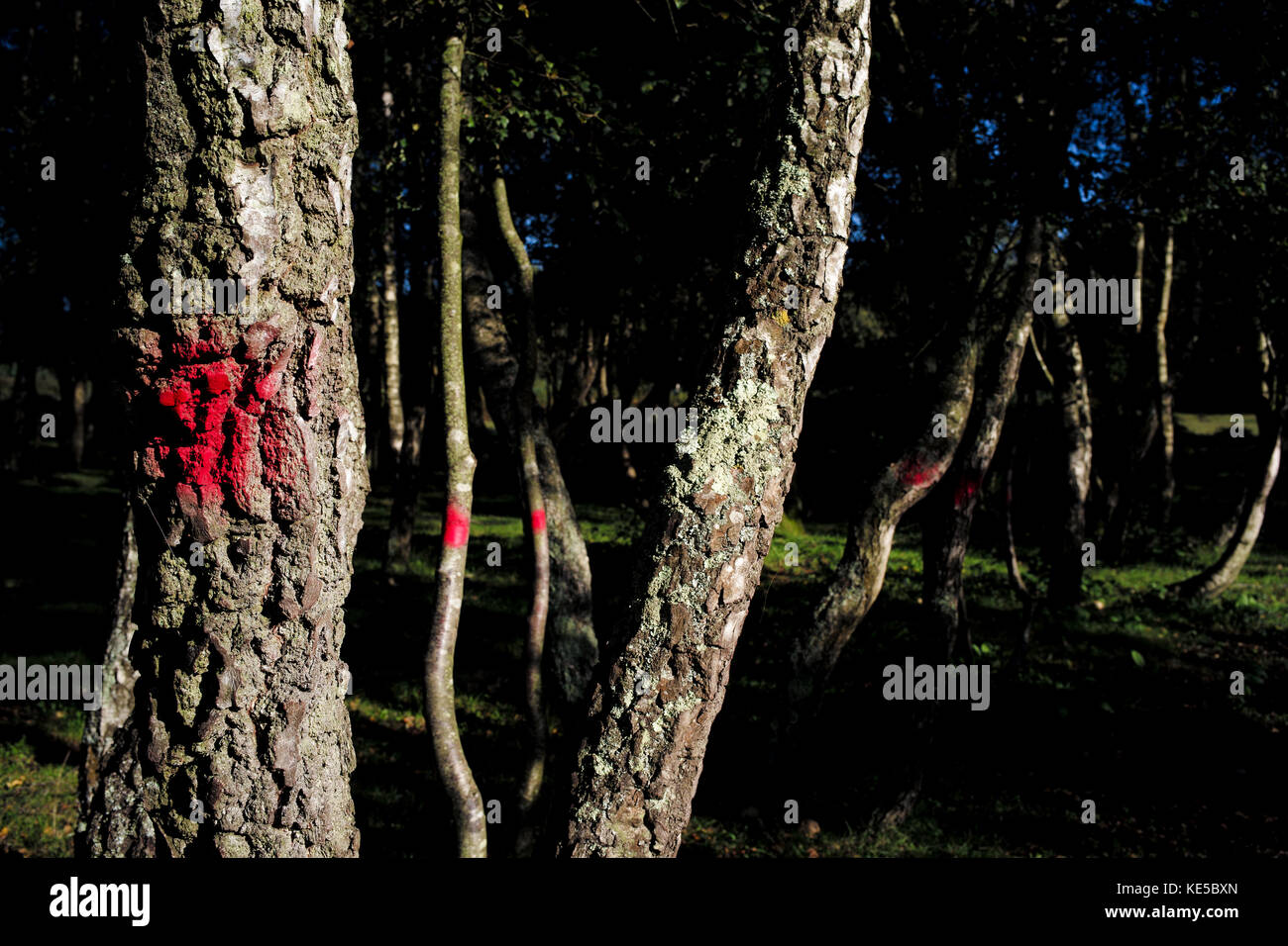 Alberi contrassegnati in rosso vernice spray nella nuova foresta per mostrare le istruzioni di conservazione per frese ad albero Foto Stock
