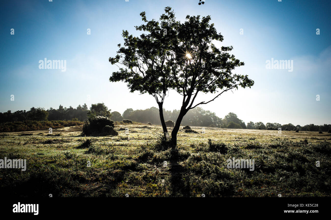 La mattina presto sole splende attraverso un singolo albero con un prato coperto di rugiada Foto Stock