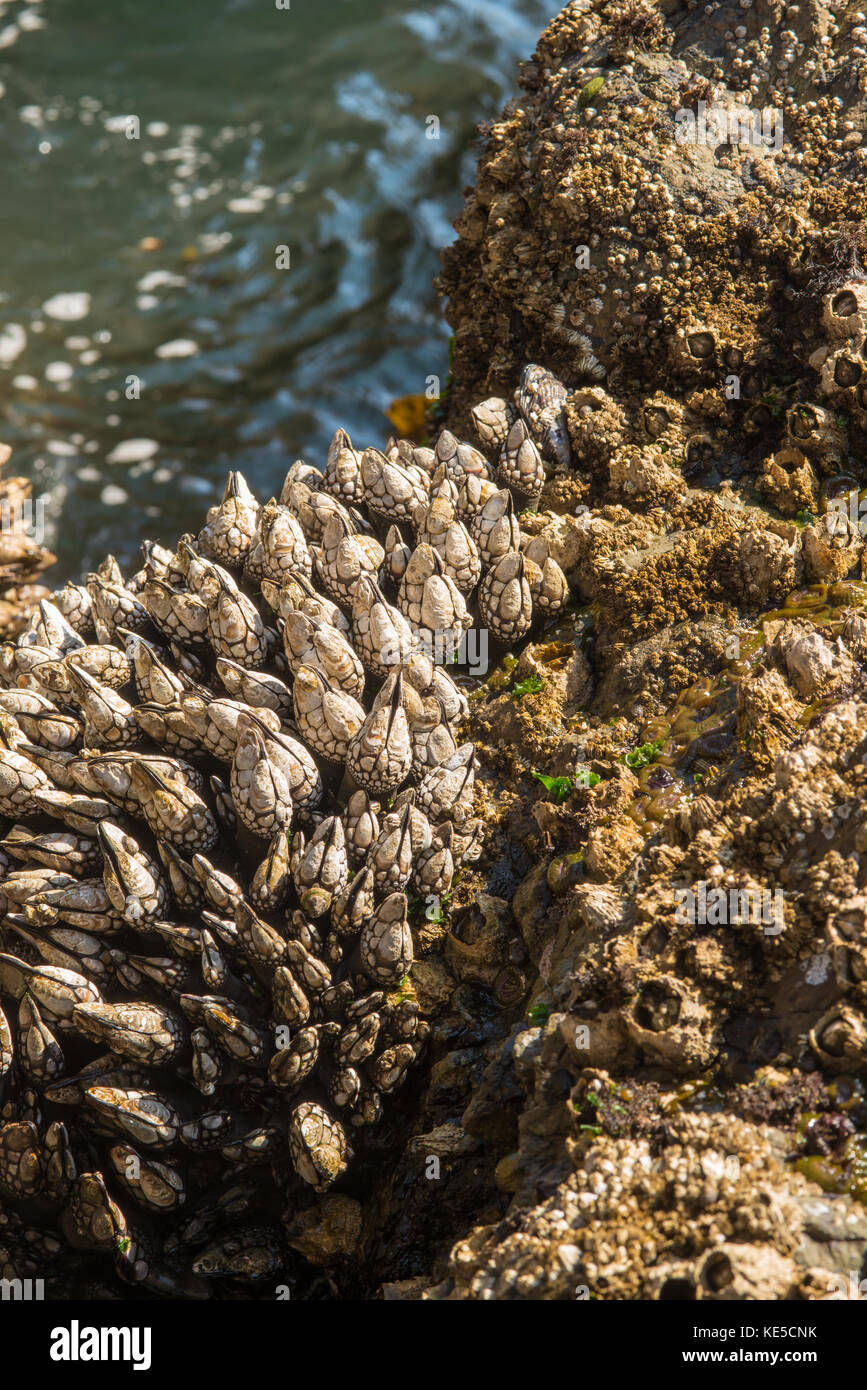 Cirripedi, sia sgambate a collo di cigno cirripedi e non-sgambate acorn barnacles nella roccia esposta zona intercotidale vicino a Victoria British Columbia in Canada. Foto Stock
