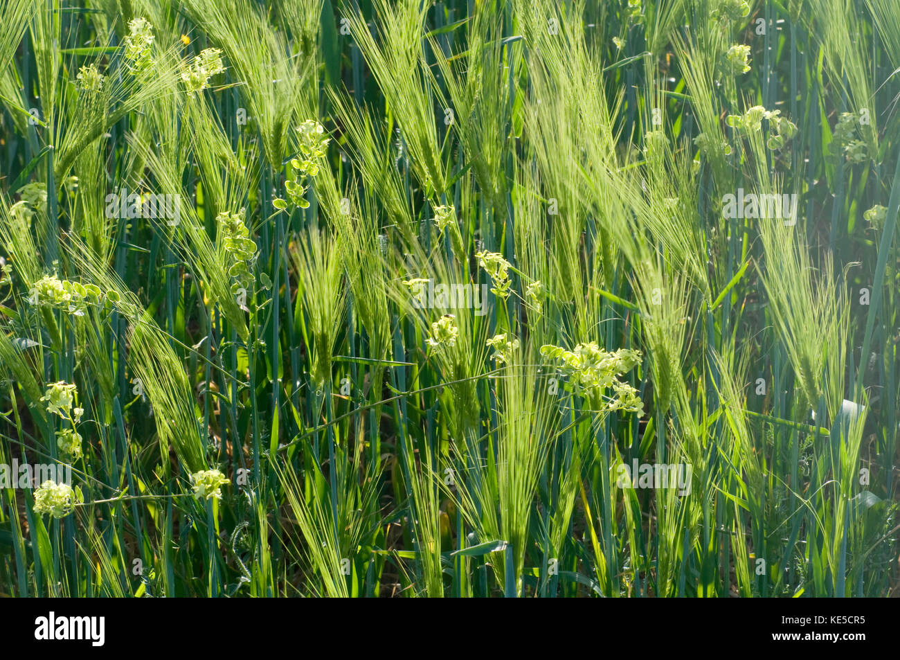 Spighe di grano. Foto Stock