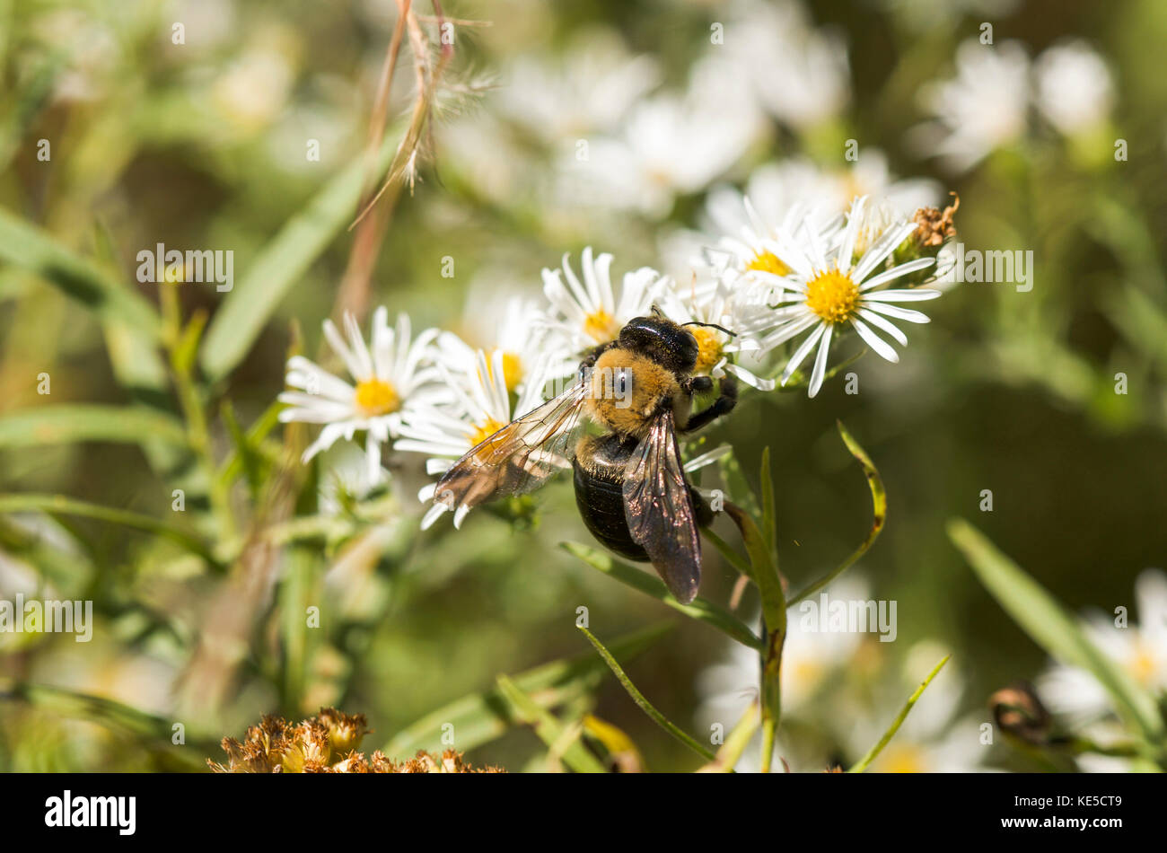 Carpenter bee, Xylocopa virginica, alimentando il fiore, Pennsylvania, Stati Uniti. Foto Stock