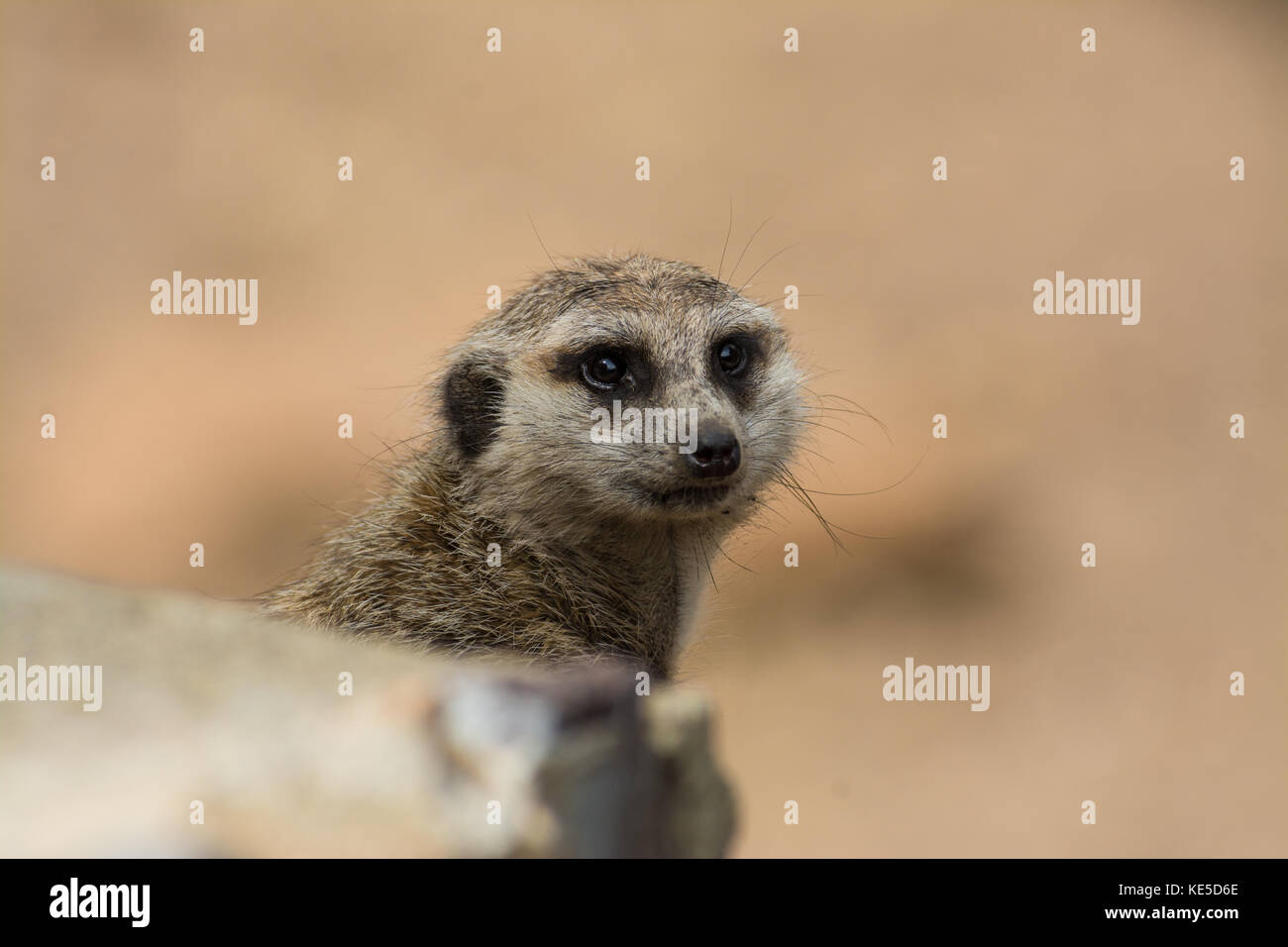 Colpo alla testa di una sottile-tailed meerkat (suricata suricatta). Foto Stock