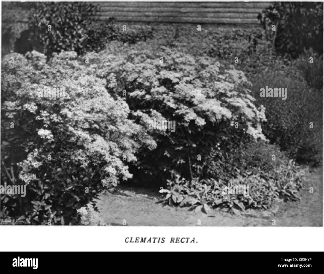 Il colore nel giardino fiorito54 Foto Stock