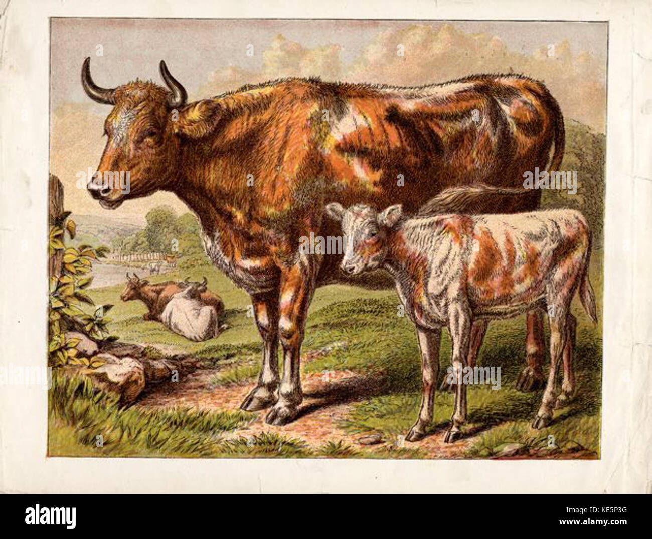 Una fotografia storica raffigurante mucche in un ambiente rurale, che mostra una scena agricola tradizionale. L'immagine mette in risalto l'estetica vintage e cattura l'atmosfera pastorale del tempo. Foto Stock