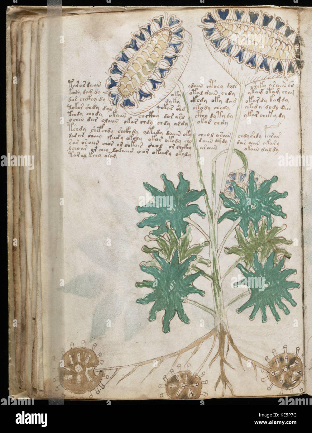 Il manoscritto Voynich è un libro misterioso pieno di scritti sconosciuti e intricate illustrazioni. Ha sconcertato gli studiosi per secoli, con la sua origine e il suo scopo ancora indeterminato. Questa particolare pagina, etichettata come numero 66, fa parte del più ampio lavoro enigmatico che rimane oggetto di ampie ricerche e analisi nei campi della crittografia e degli studi medievali. Foto Stock