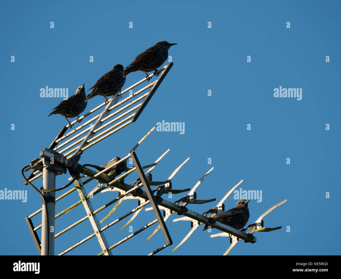 Gli uccelli appollaiato sull'antenna Foto Stock