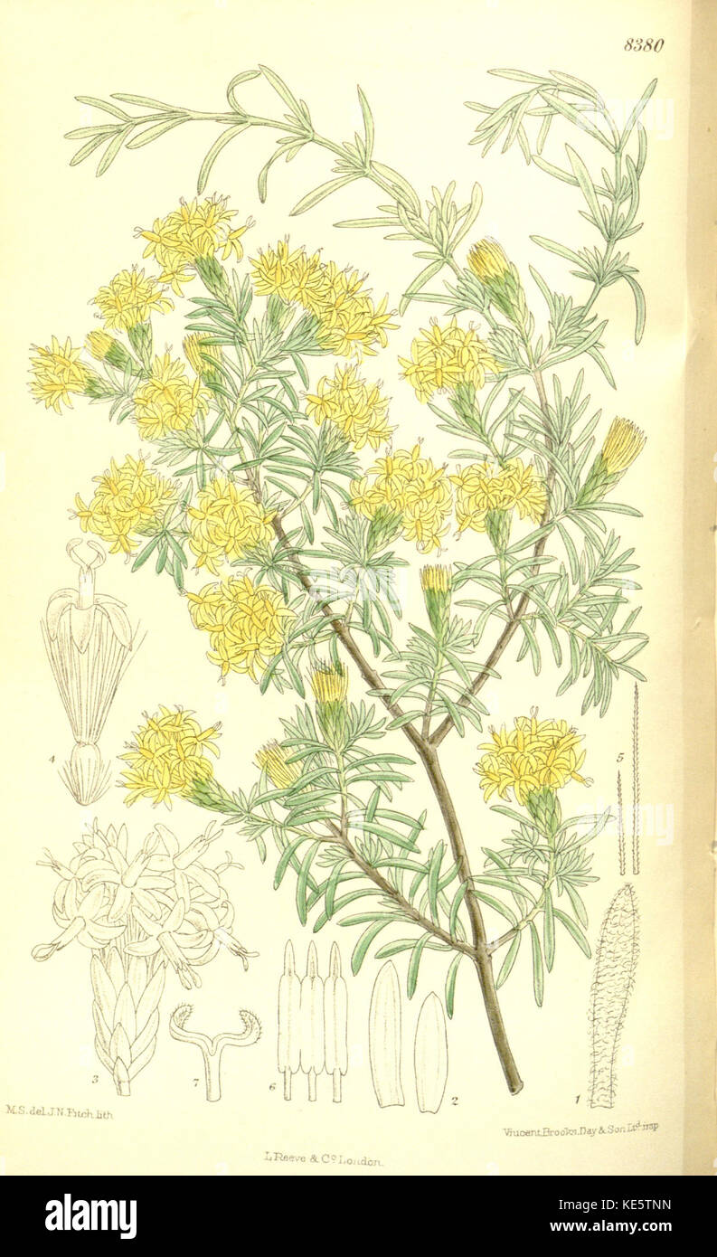 Pteronia incana 137 8380 Foto Stock