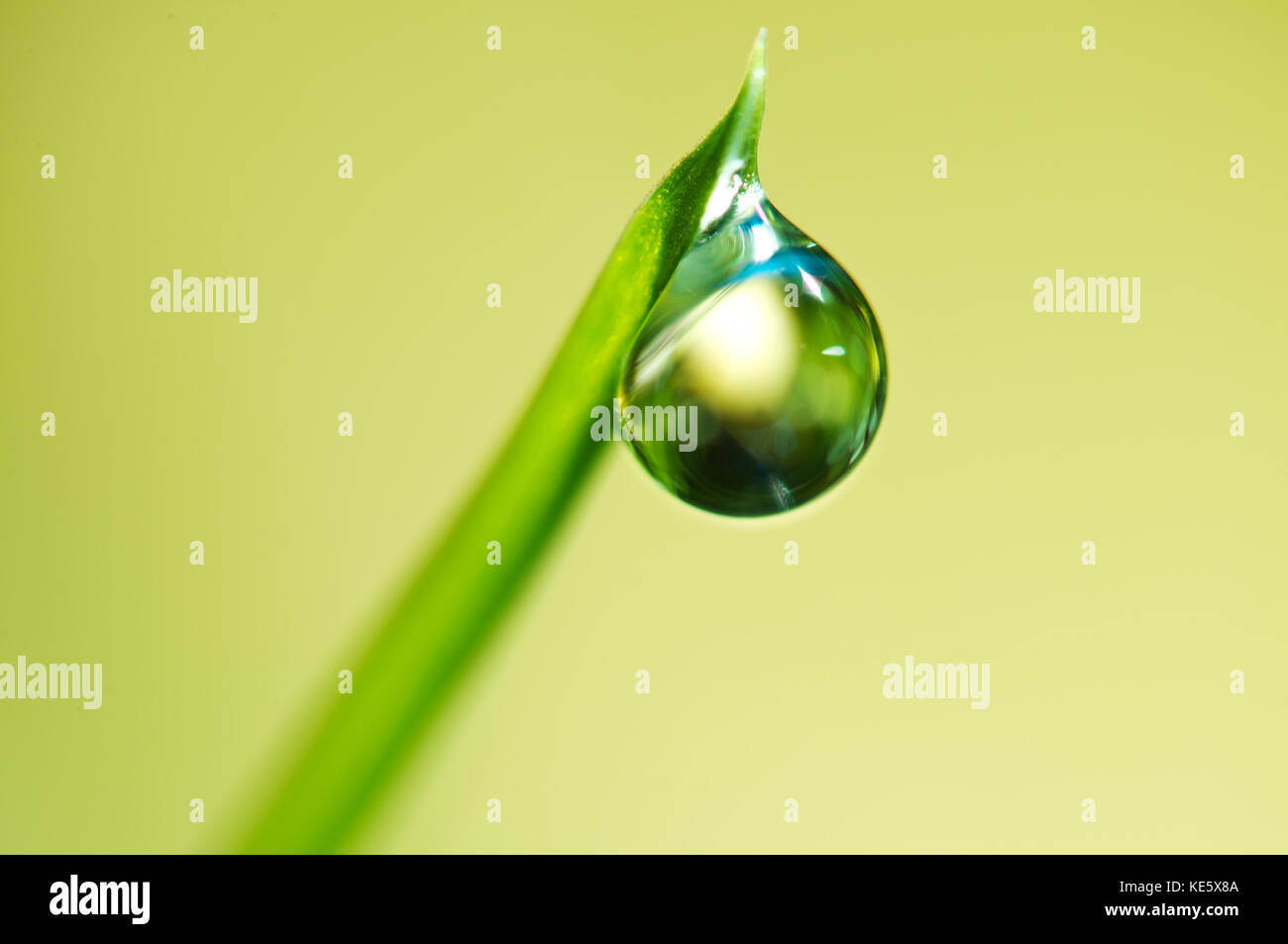 Bella gocce di rugiada sul filo d'erba macro sulla bellissima luce morbida sfondo verde. Foto Stock