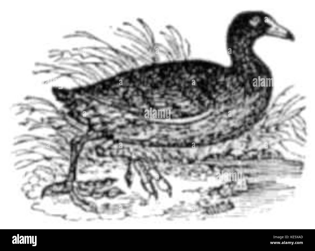 Vintage folaga immagine Foto Stock