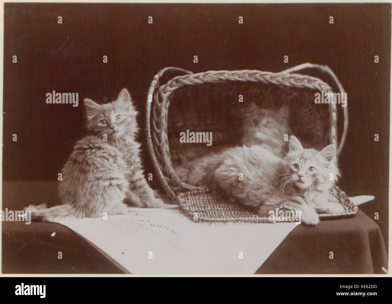 Questa foto mostra i gattini Globe, che catturano la natura giocosa dei giovani gatti in un ambiente storico, documentando un momento nel tempo. Foto Stock