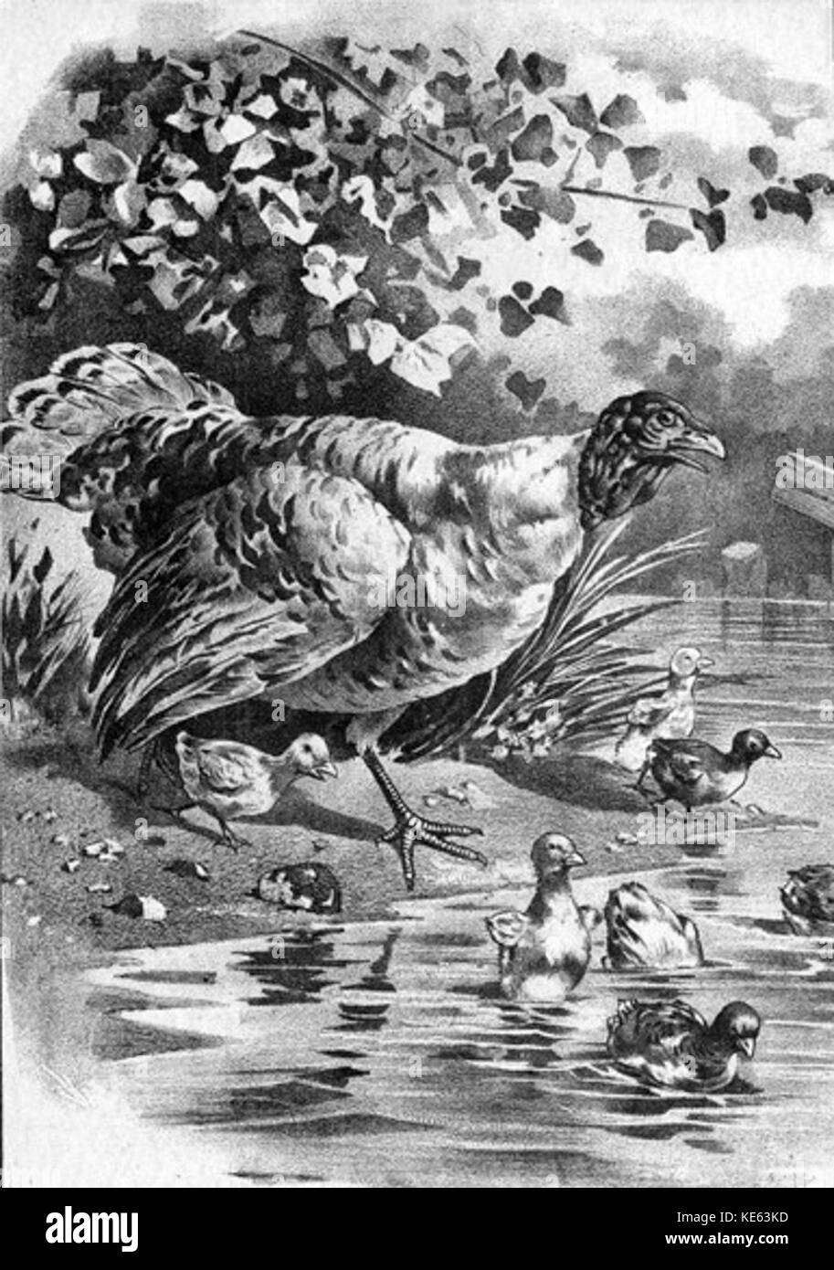 Turchia e disegno Goslings Foto Stock