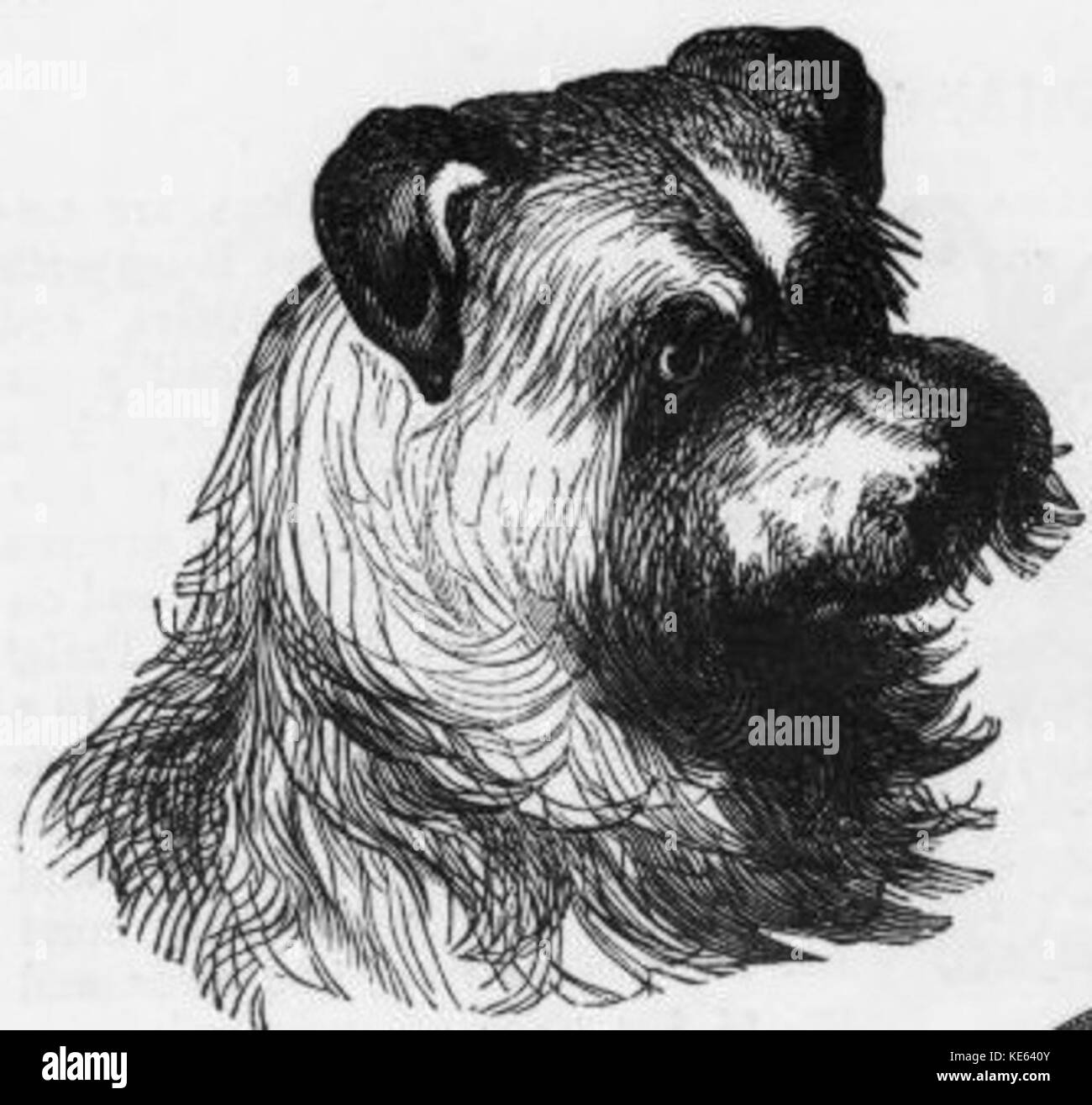 Vintage Scotch Terrier disegno Foto Stock