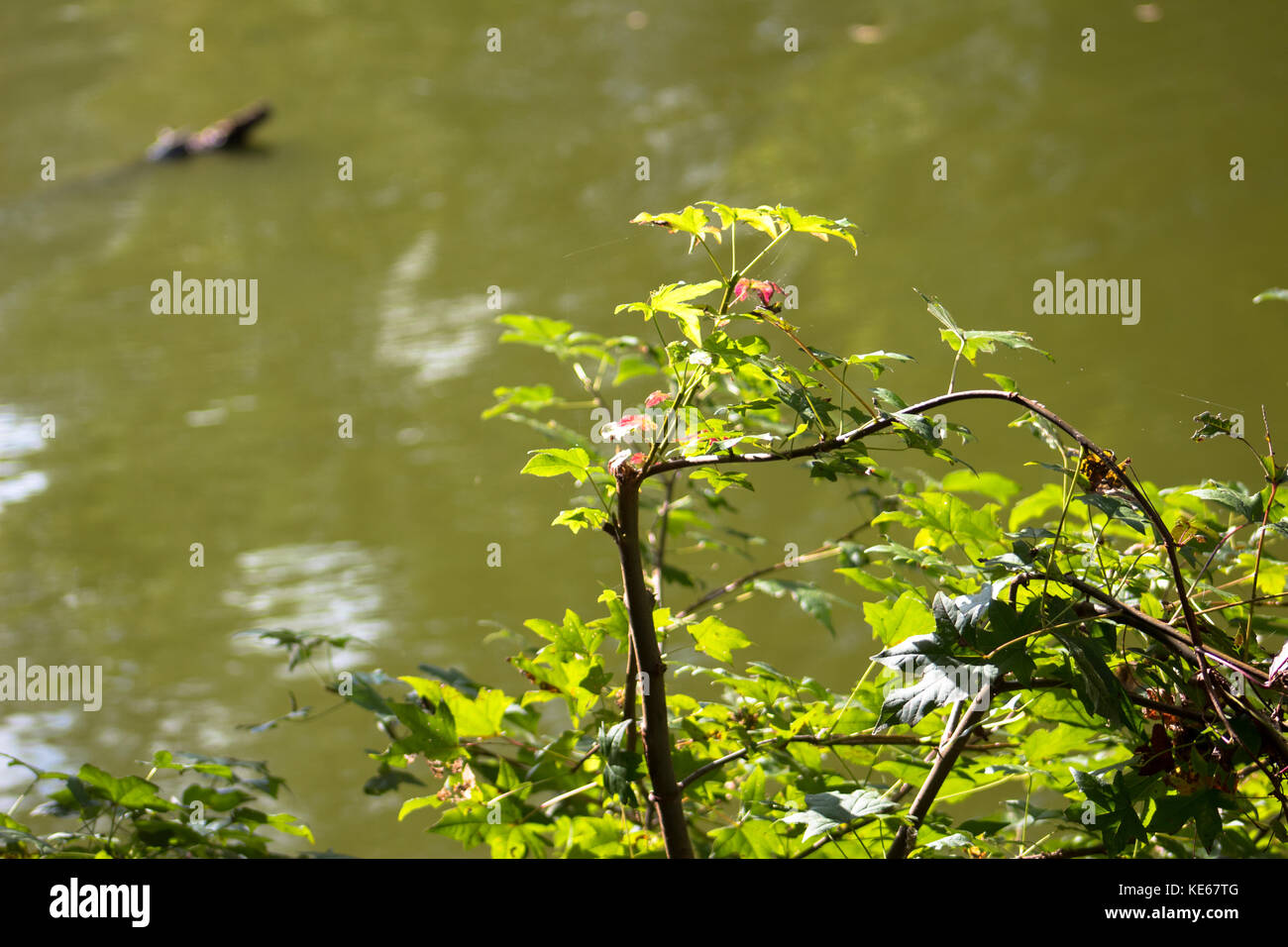 Le cose semplici Foto Stock