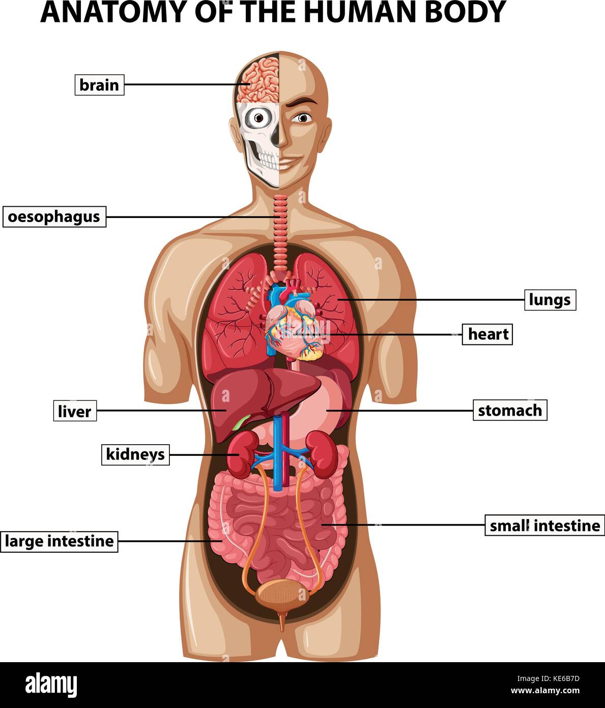Diagramma Che Mostra Anatomia Del Corpo Umano Con Nomi Di Illustrazione Immagine E Vettoriale Alamy