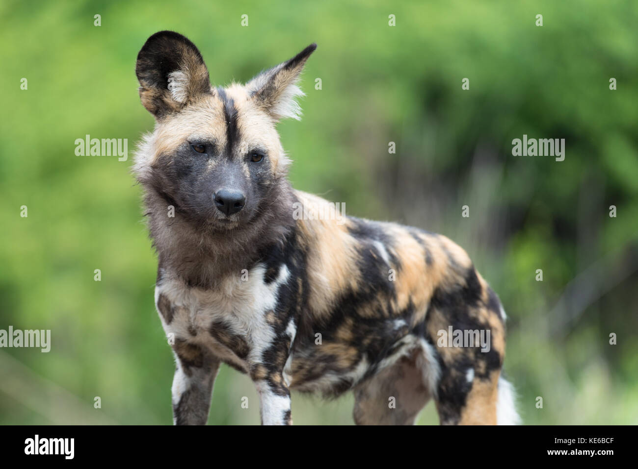 African wild dog (lycaon pictus) cucciolo Foto Stock