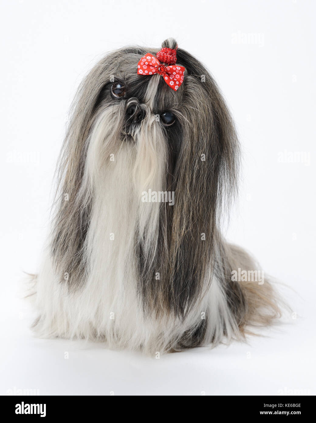 Femmina shih tzu cane al nordin home in thornton, Illinois, il 22 aprile 2011. Foto Stock