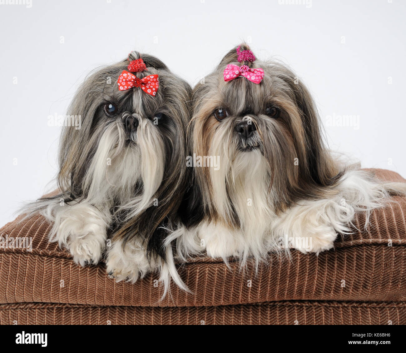 Coppia di femmine shih tzu whow cani posa sul cuscino marrone Foto Stock