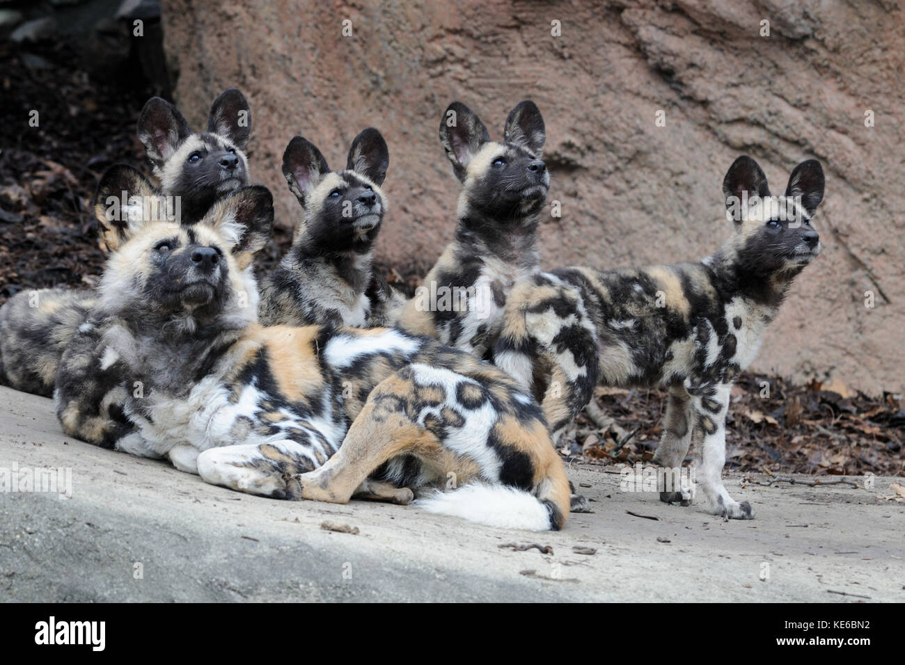 Una famiglia di African cani selvatici (lycaon pictus) Foto Stock