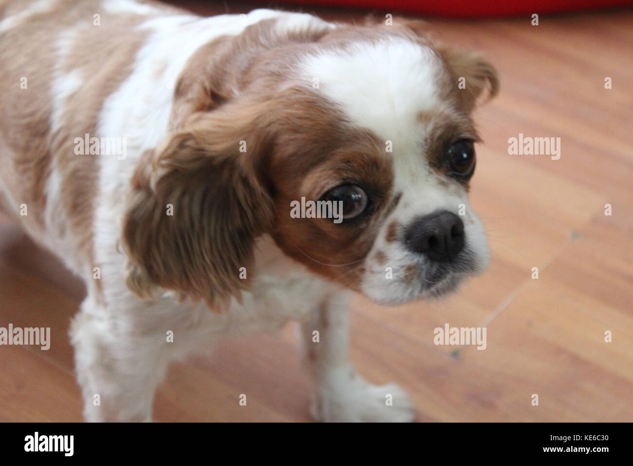 Bianco e lo zenzero King Charles Spaniel cane Foto Stock