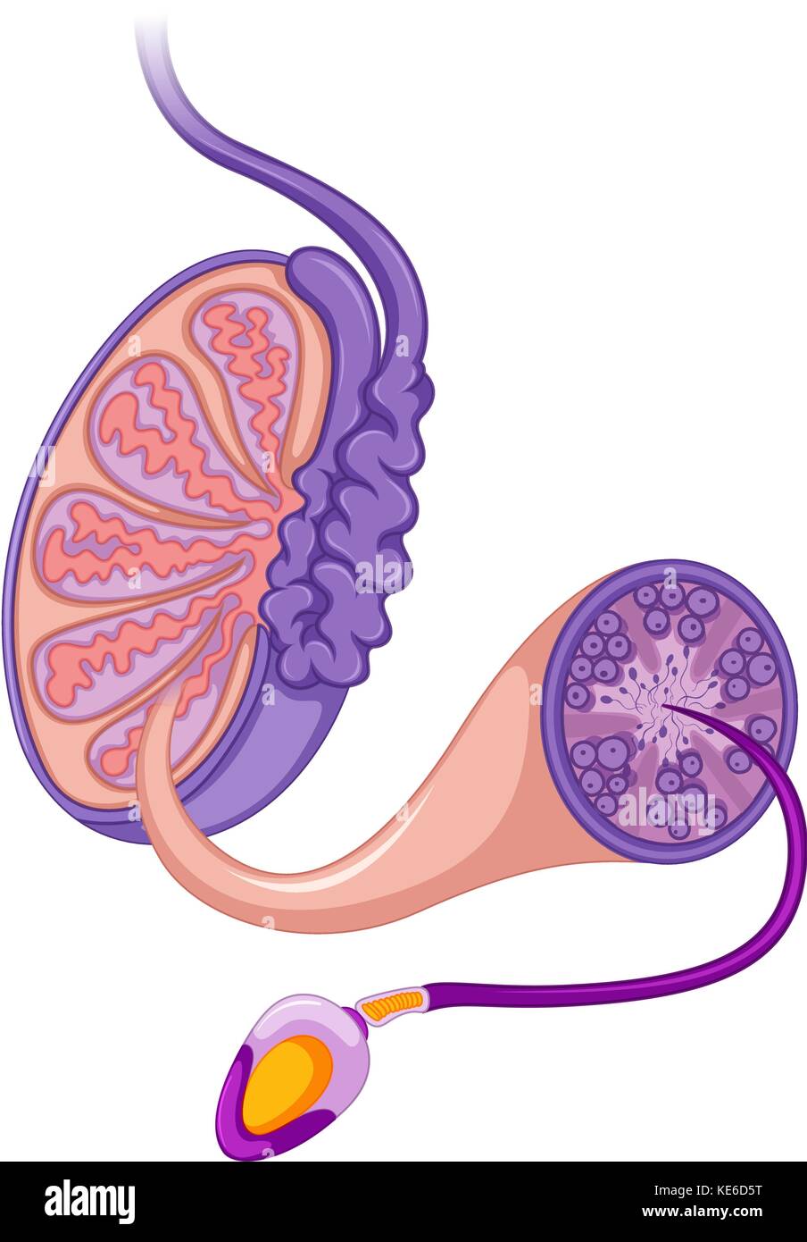 Schema sistema riproduttivo maschile illustrazione Illustrazione Vettoriale