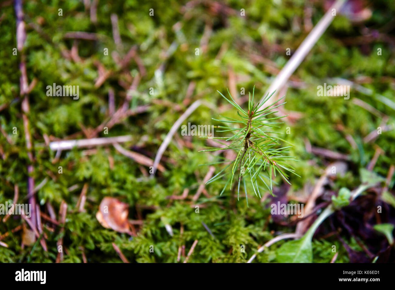 Nuovo nato verde piccolo pino piantina in foresta con sfondo moss Foto Stock