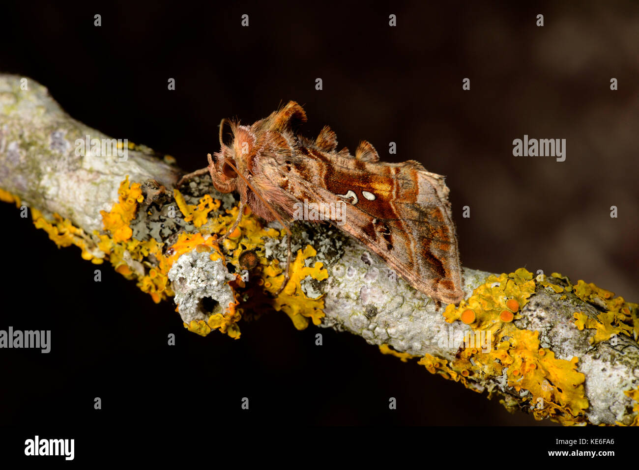 Bella Golden Y Moth (Autografa pulchrina) adulto a riposo su lichen covered twig, Monmouth, Galles, giugno Foto Stock