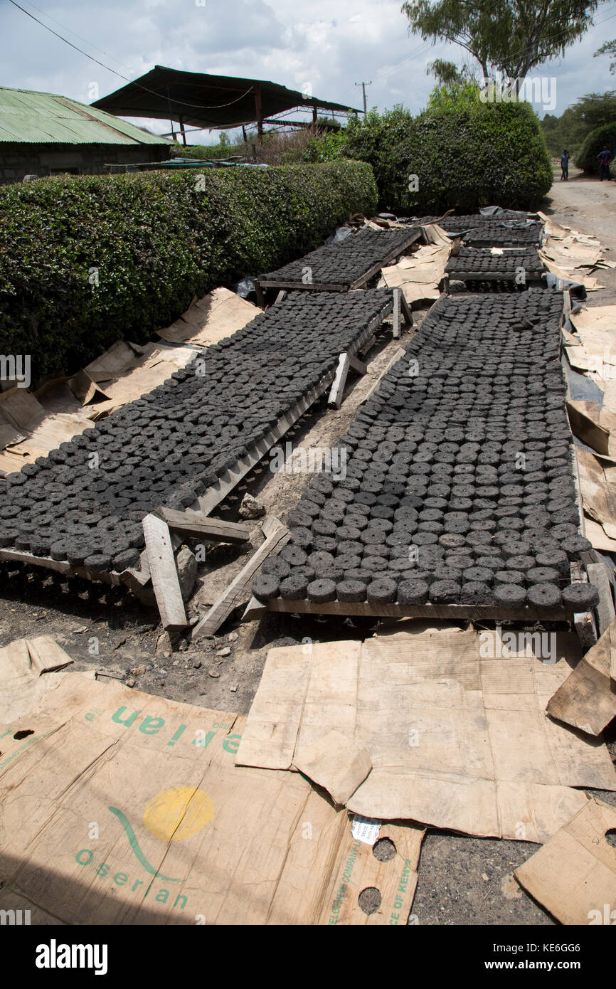 Bricchette fecero da polvere di carbone essiccamento riavviare gilgil africa kenya Foto Stock