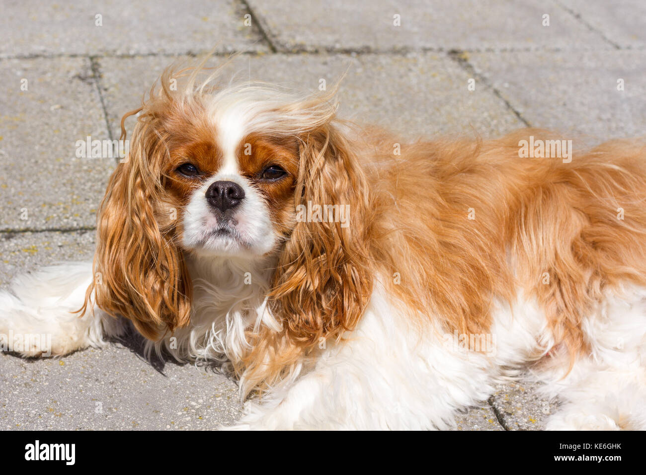 Cavalier King Charles Spaniel giacente al di fuori nel sole Foto Stock