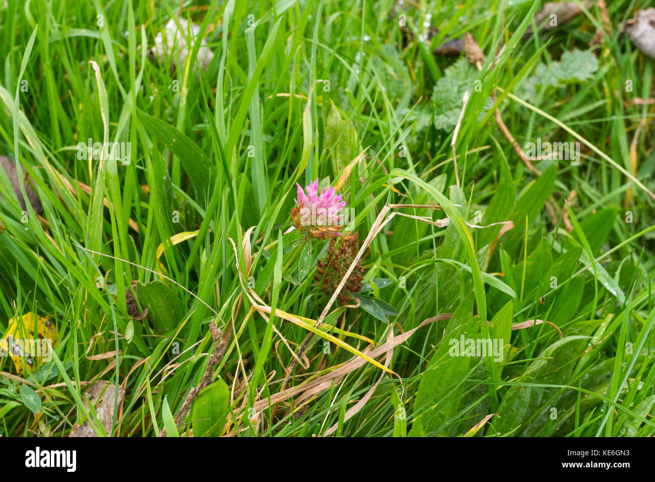 Close up di erba crescente tra le erbacce, fiori selvatici, Dorset, Regno Unito Foto Stock