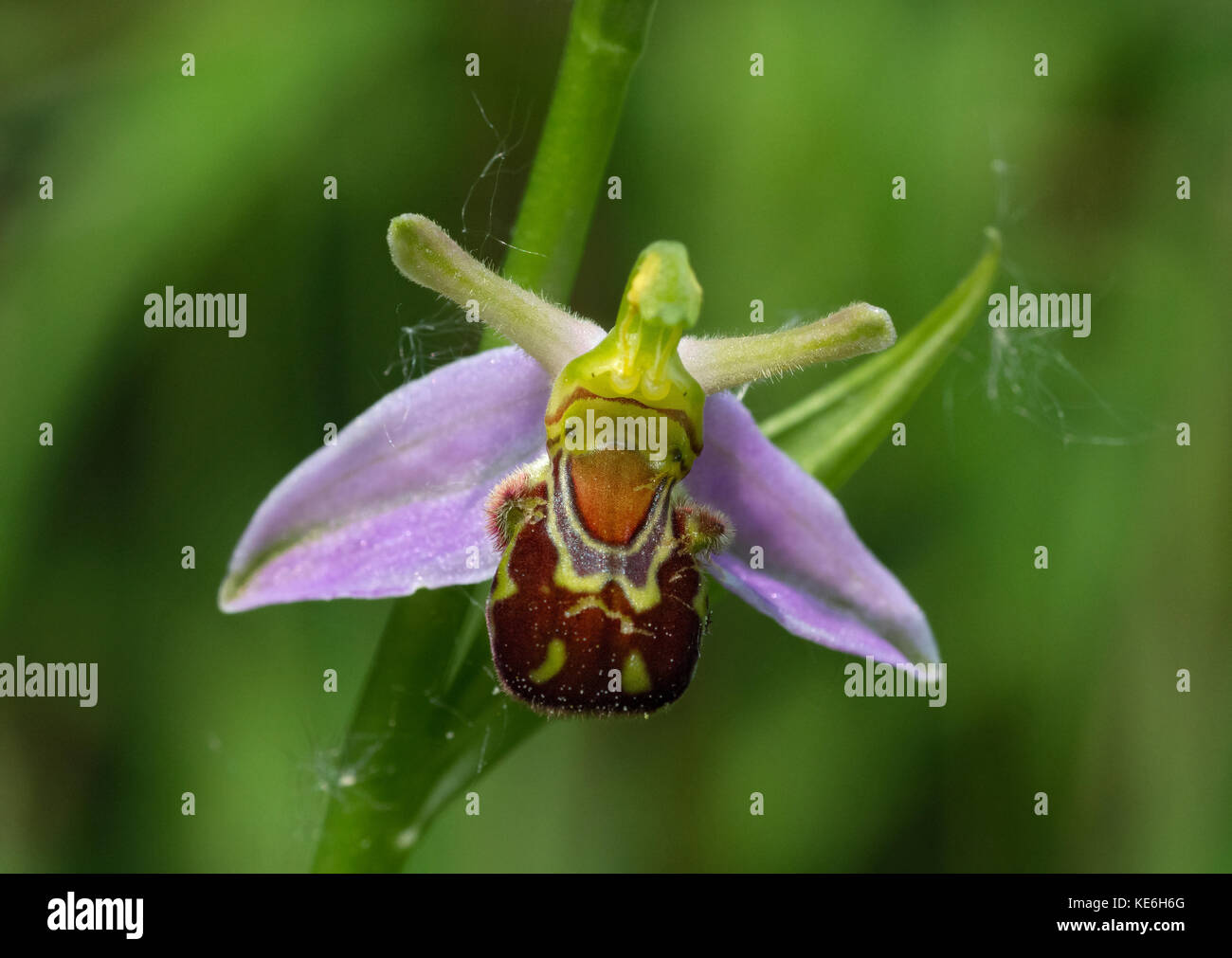 Bee orchid, ophrys apifera, lancashire, Regno Unito Foto Stock