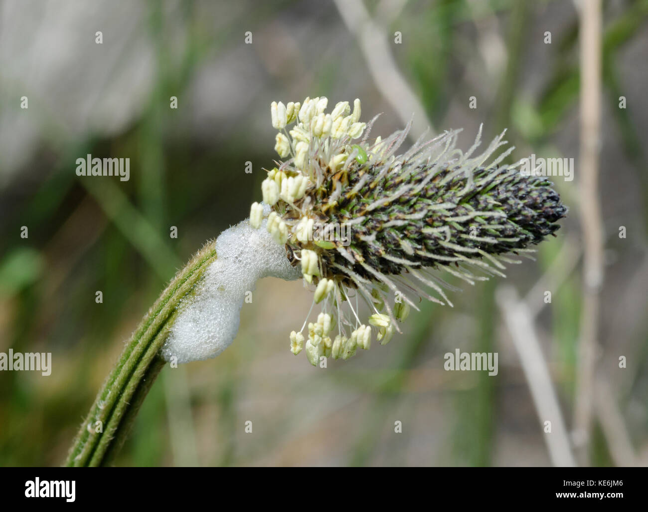 Il cuculo sputare su ribwort piantaggine fiore, planzago lanceolata, knott end-on-Sea, Poulton-le-fylde, Regno Unito Foto Stock